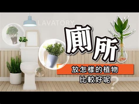 廁所植物|廁所空氣清新秘訣：6種淨化空氣的植物推薦 